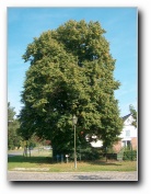 [Click to enlarge]